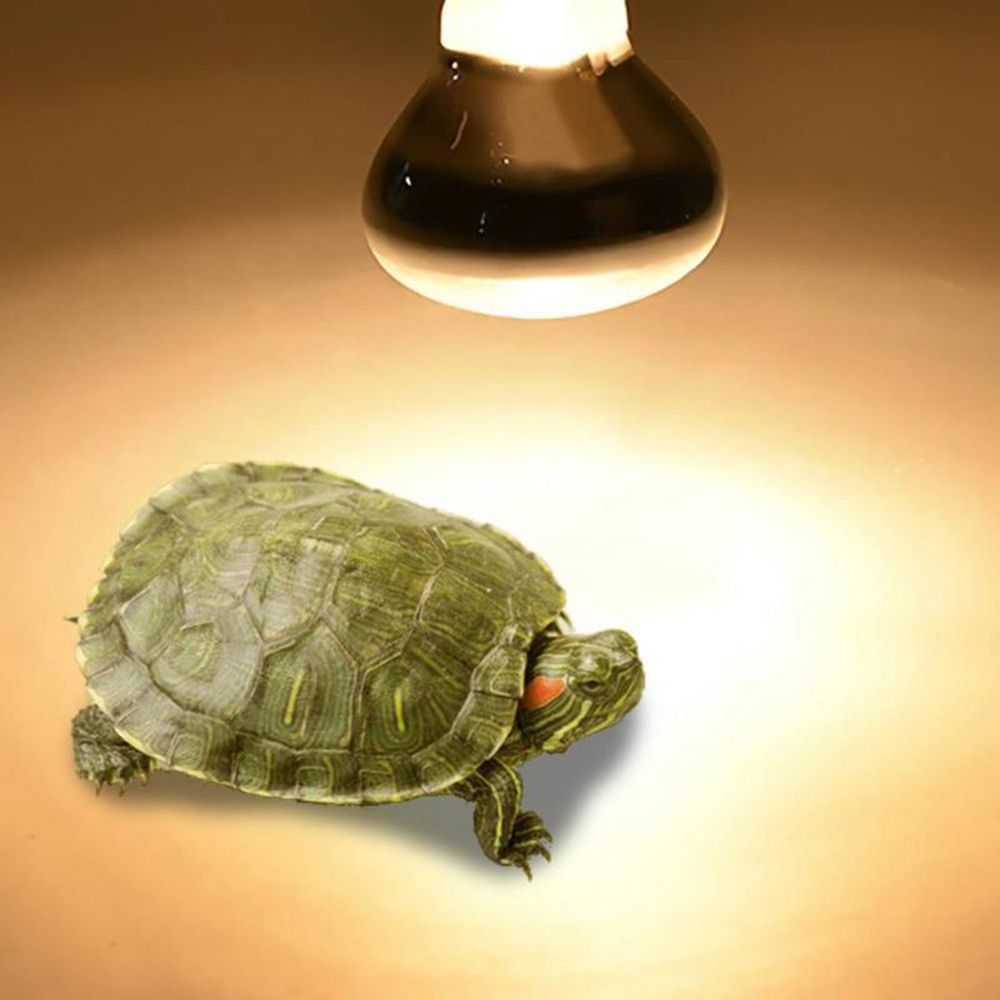 Lizard Heater Heat Lamp UVA Li - Basking Bulb Halogen ulasan dan harga