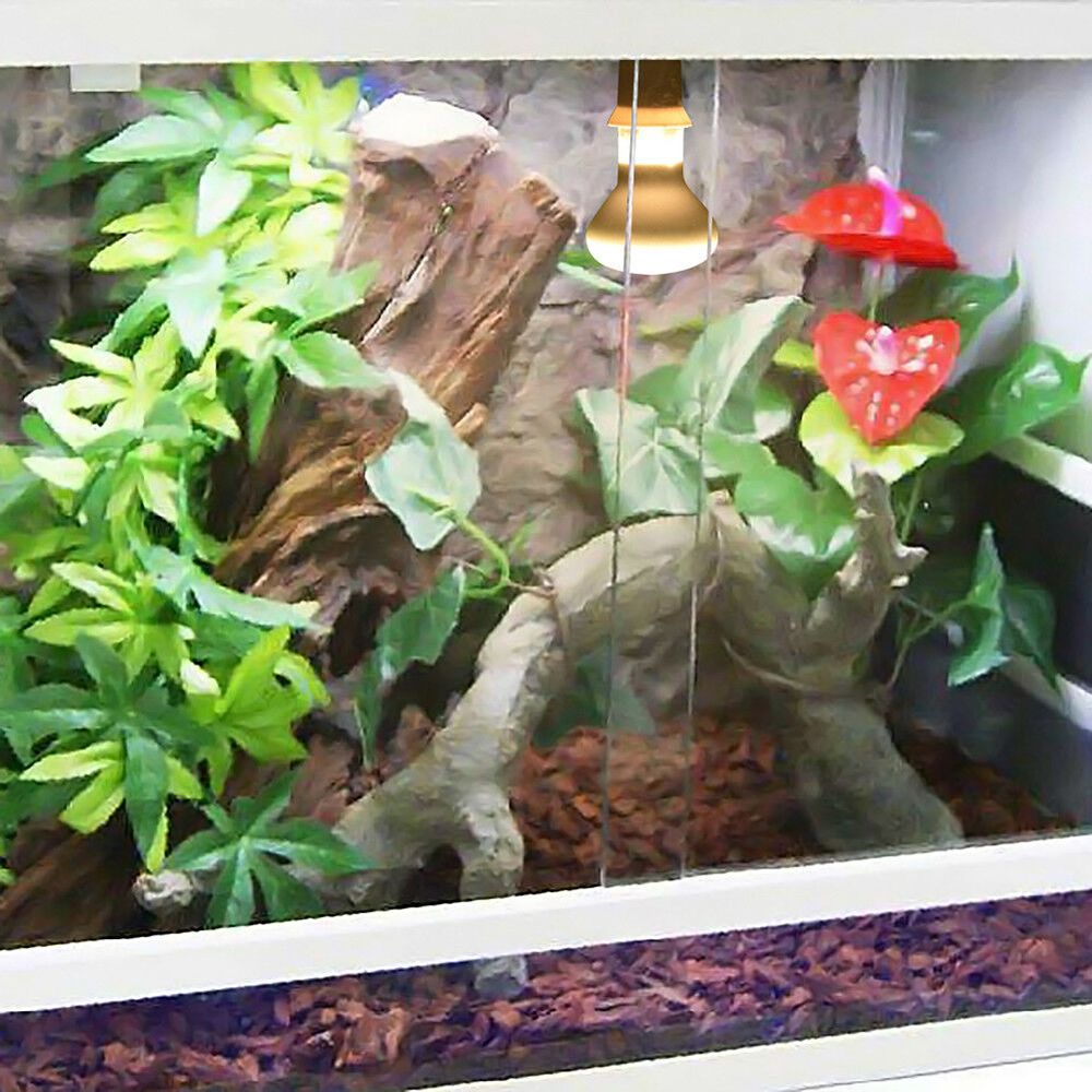 Lizard Temperature Controller  - Basking Bulb Halogen ulasan dan harga