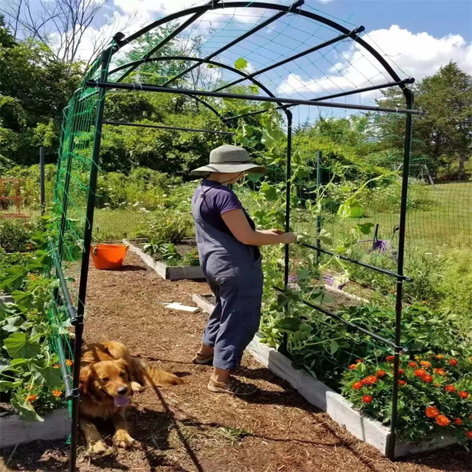 Garden Netting Plant Vine Grow - Vine Climbing Plastic ulasan dan harga
