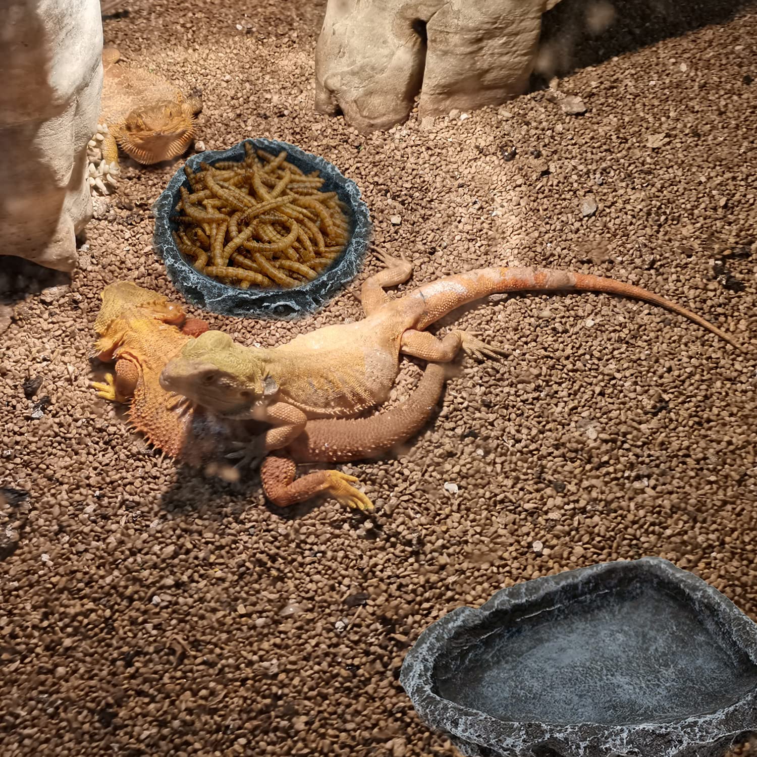 1/2 Pack Reptile Feeding Dish  - Water Dish Reptile ulasan dan harga