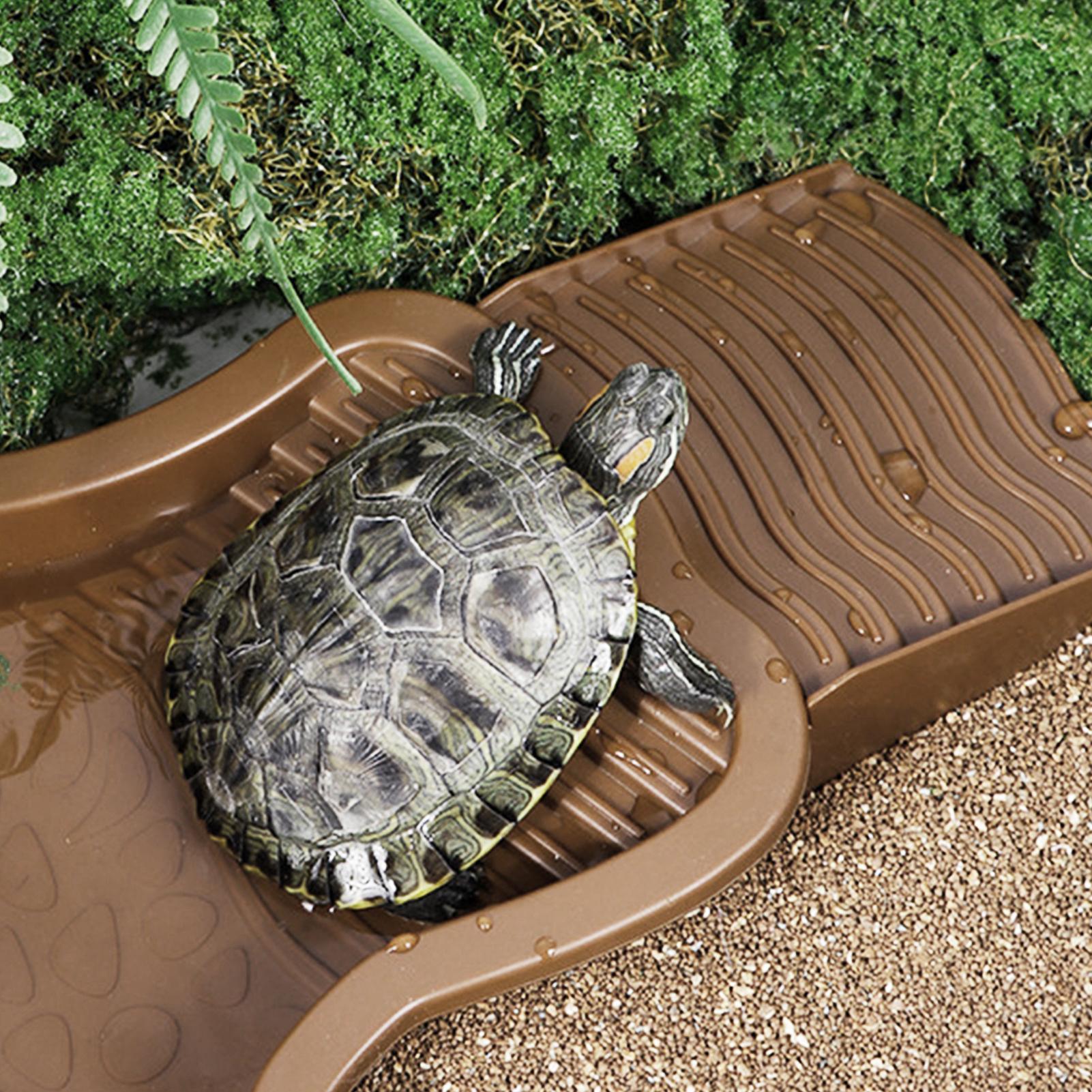 Reptile Bathing Pool with Ramp - Water Dish Reptile ulasan dan harga