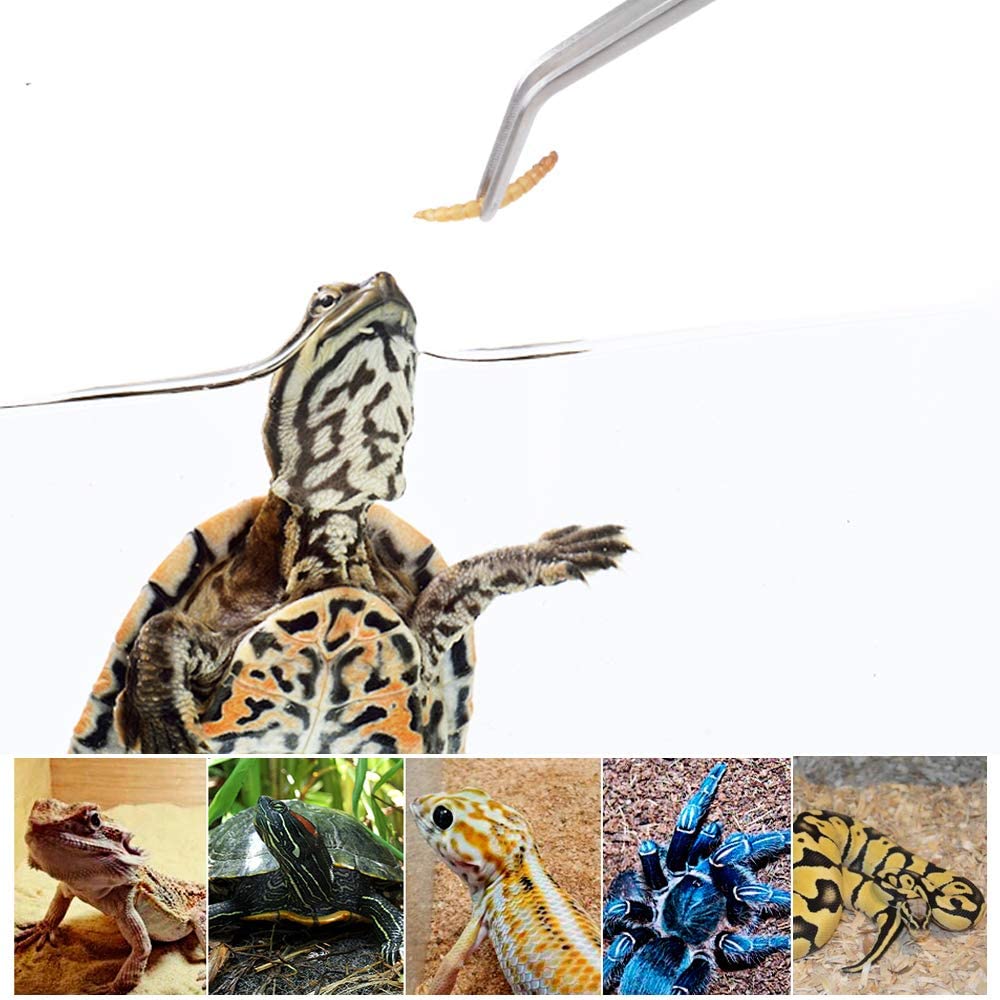 Stainless Steel Reptile Feedin - Feeding Tong Stainless ulasan dan harga