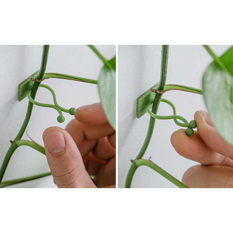 10Pcs Plant Wall Fixing Hooks  - Vine Climbing Plastic ulasan dan harga