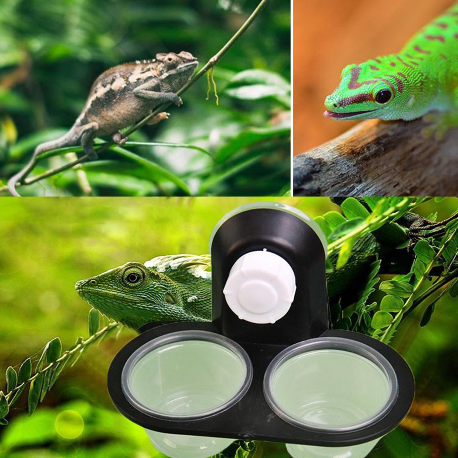 Gecko Food Dish Gecko Water Di - Water Dish Reptile ulasan dan harga