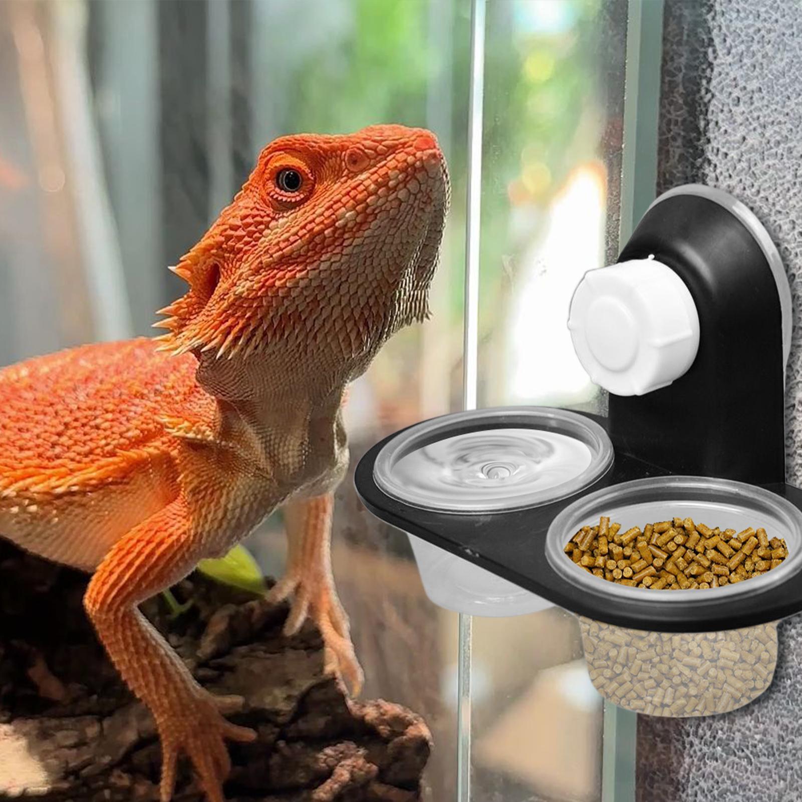 Gecko Food Dish Gecko Feeding  - Water Dish Reptile ulasan dan harga