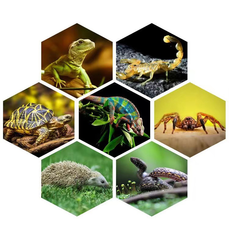 E27 13W/26W Reptile Uvb Lamp   - Calcium Powder Reptile ulasan dan harga