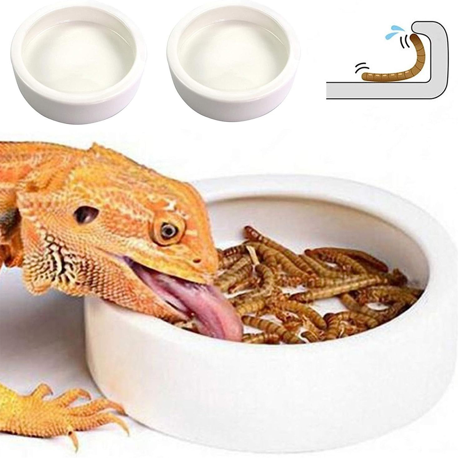 Reptile Food Bowl Feeding and  - Water Dish Reptile ulasan dan harga