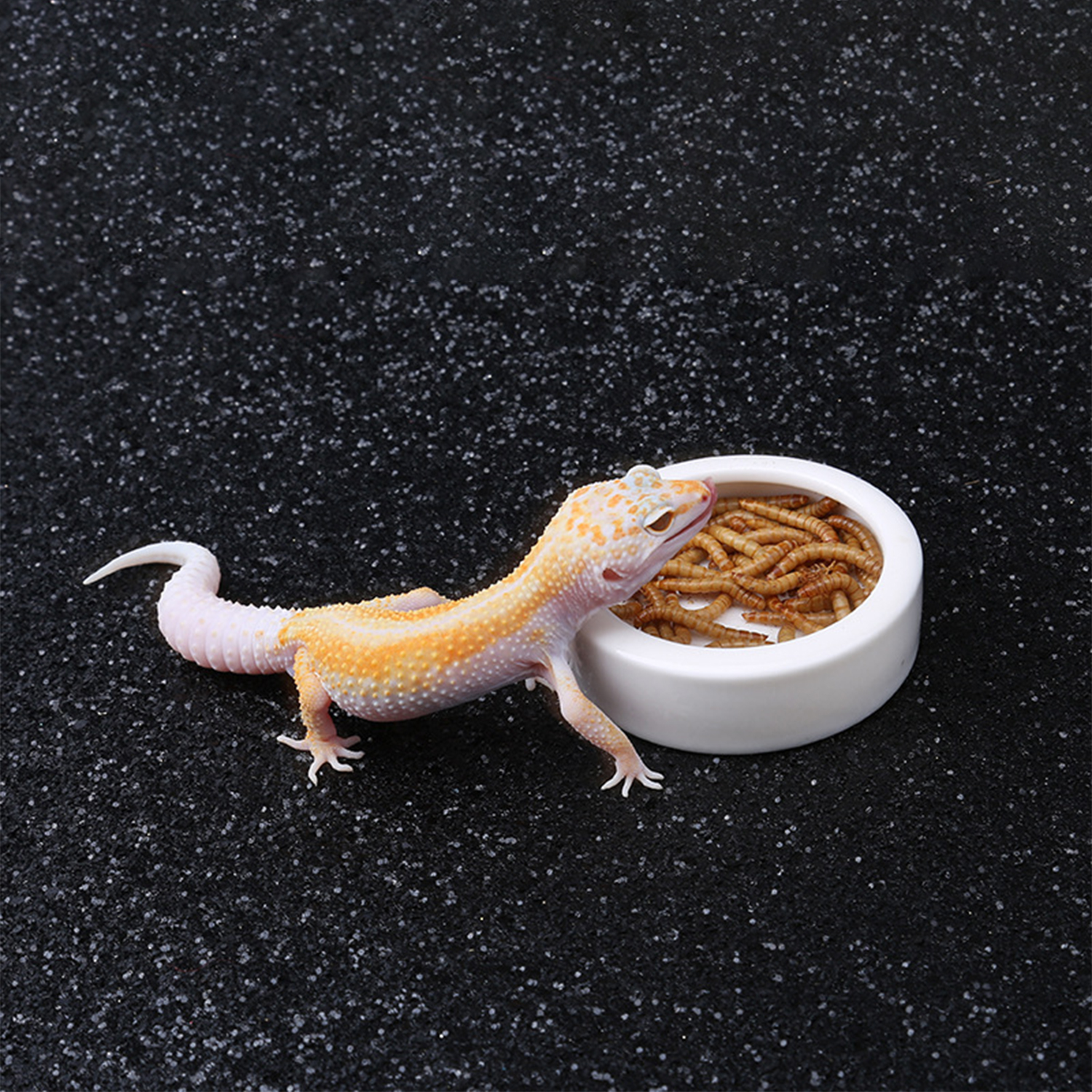 Reptile Food Bowl Feeding and  - Water Dish Reptile ulasan dan harga