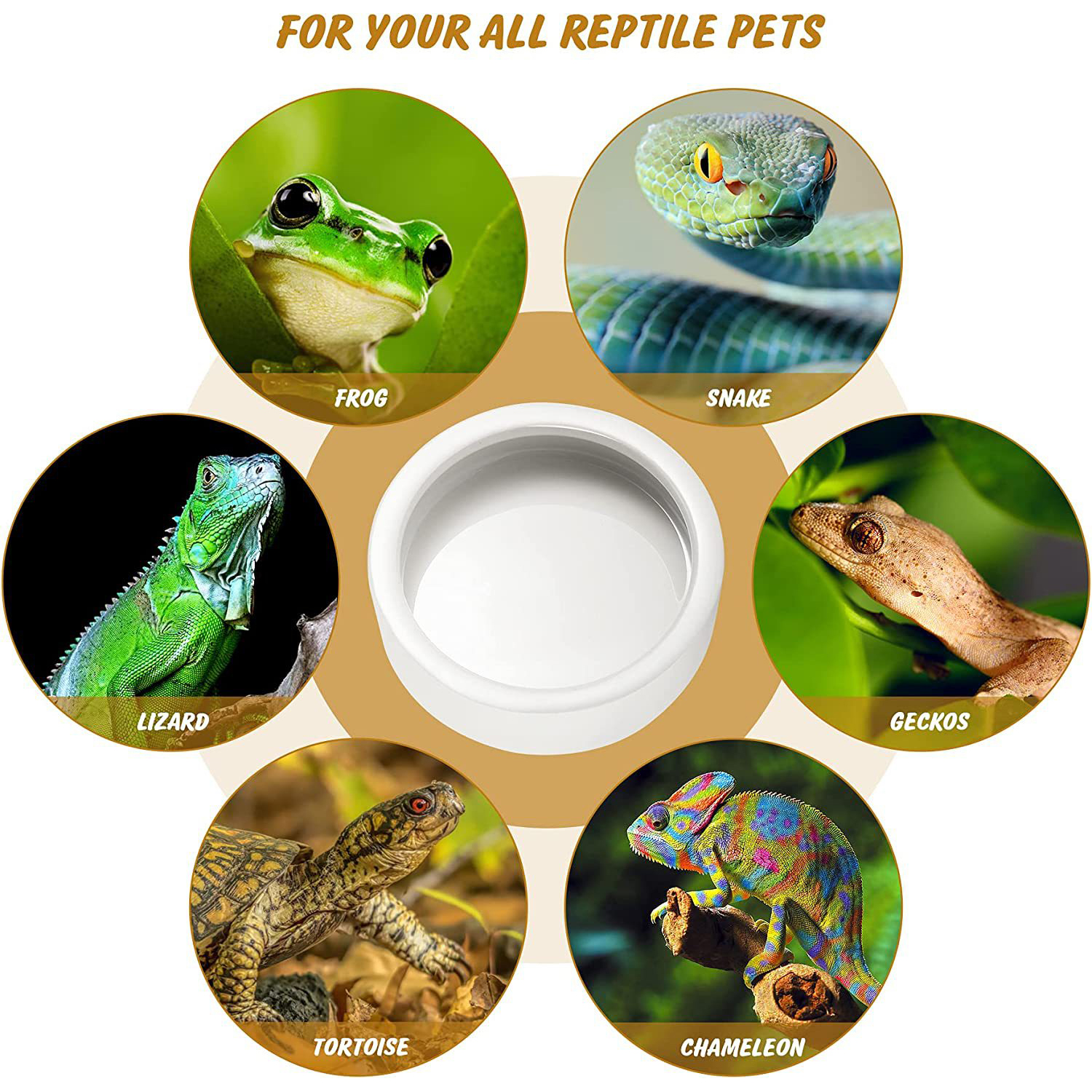 Reptile Food Bowl Feeding and  - Water Dish Reptile ulasan dan harga