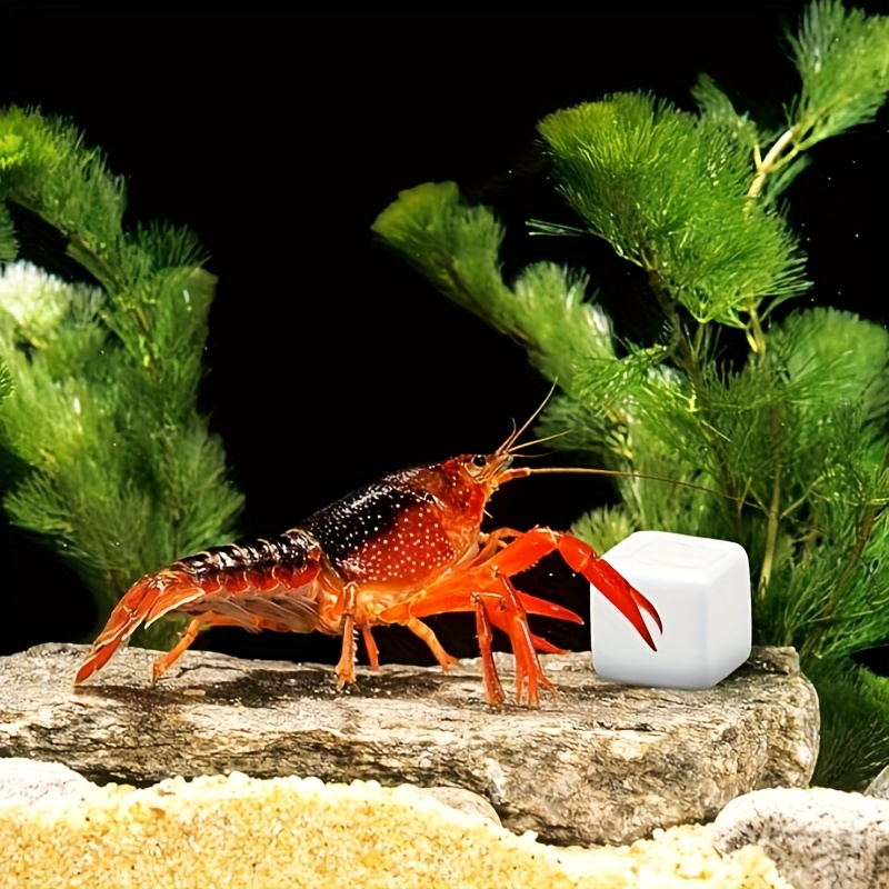 6Pcs Fish Tank Calcium Block M - Calcium Powder Reptile ulasan dan harga