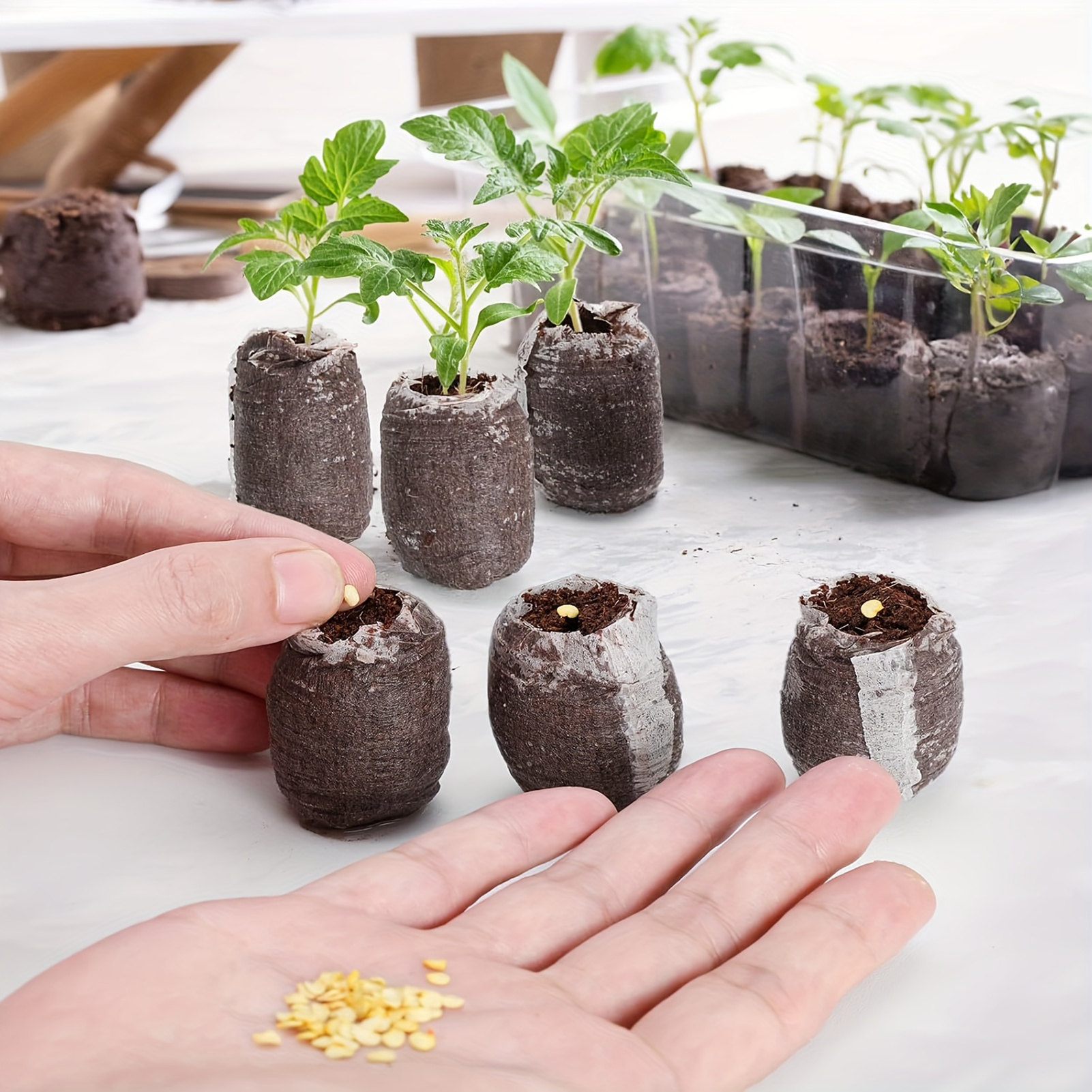 10/20/50pcs Plant Growth Bags  - Substrate Coconut Fiber ulasan dan harga