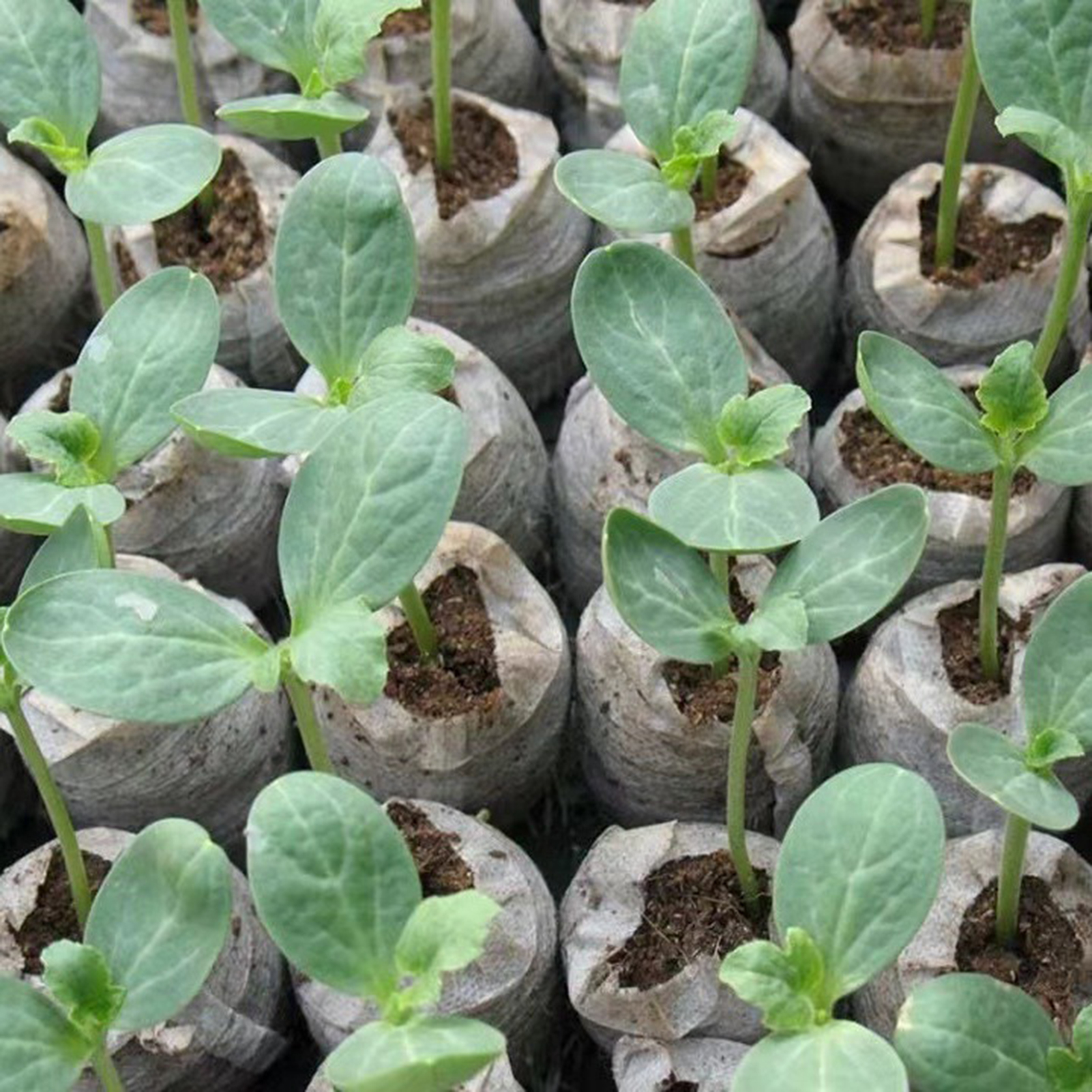 10/20/50pcs Plant Growth Bags  - Substrate Coconut Fiber ulasan dan harga