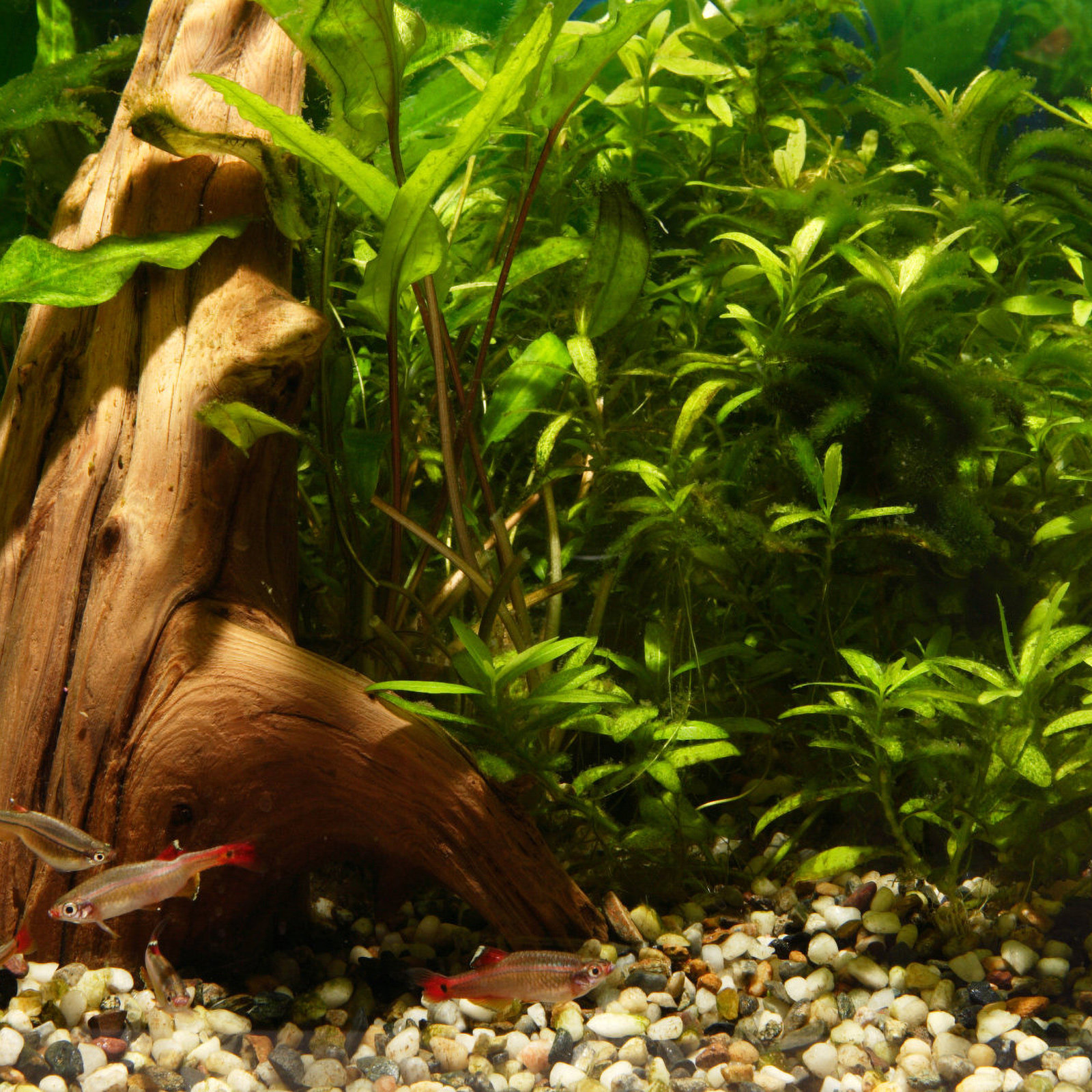 Shrimp Cave Fish Tank Decorati - Hide Cave Ceramic ulasan dan harga