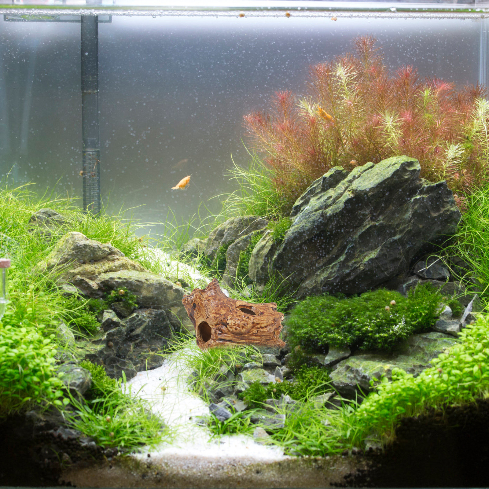 Shrimp Cave Fish Tank Decorati - Hide Cave Ceramic ulasan dan harga